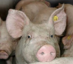 varkens
